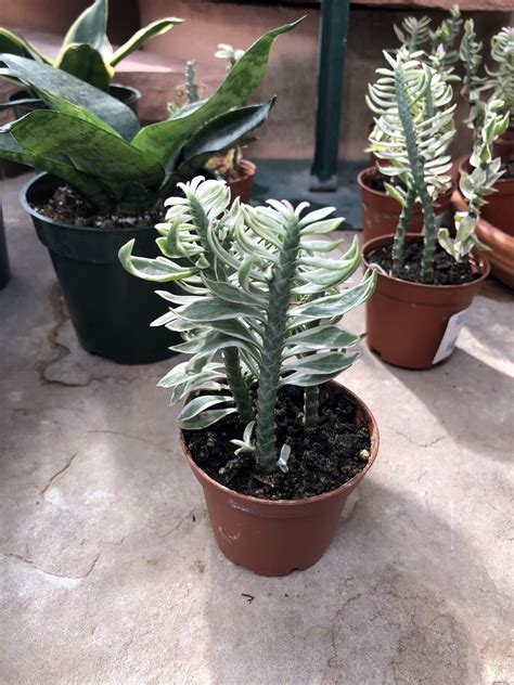 Houseplant of the Week: Devil's Backbone - Warner Companies, Inc.