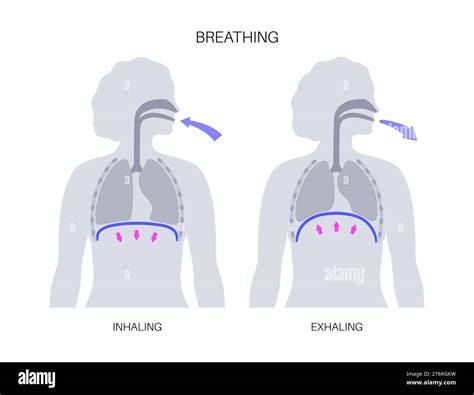 Breathing process, illustration Stock Photo - Alamy