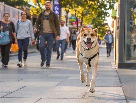 Thriving With A 3 Leg Dog: A Guide To Care And Mobility