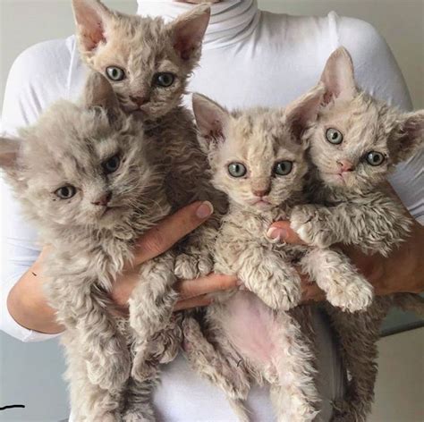 Curly Hair Ragdoll Cat at Michael Doxey blog