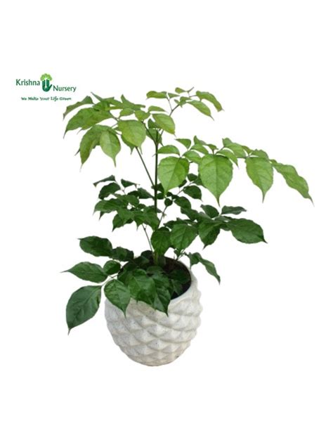 Radermachera Plant with Ceramic Pot