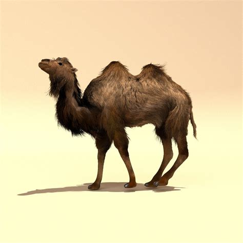 Camel with two humps 3D Model $15 - .prj - Free3D