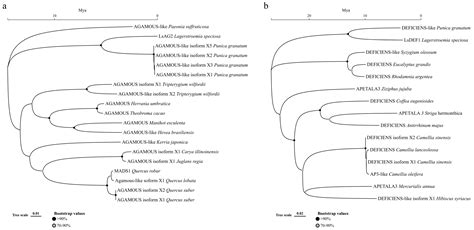 Overexpression of Two MADS-Box Genes from Lagerstroemia speciosa Causes ...