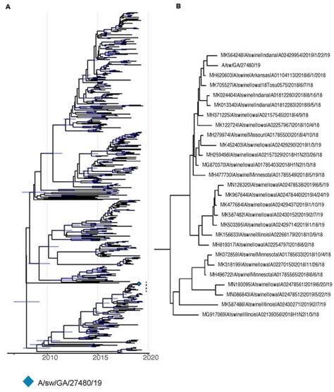 Pandemic Risk Assessment for Swine Influenza A Virus in Comparative In ...
