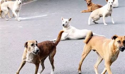 Stray Dog Issue | 'Want To Issue Concrete Guidelines' : Supreme Court ...