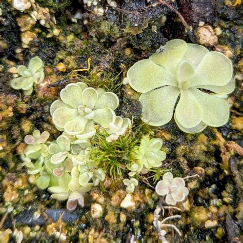 Pinguicula jaumavensis Mexican butterwort plant – Carnivero