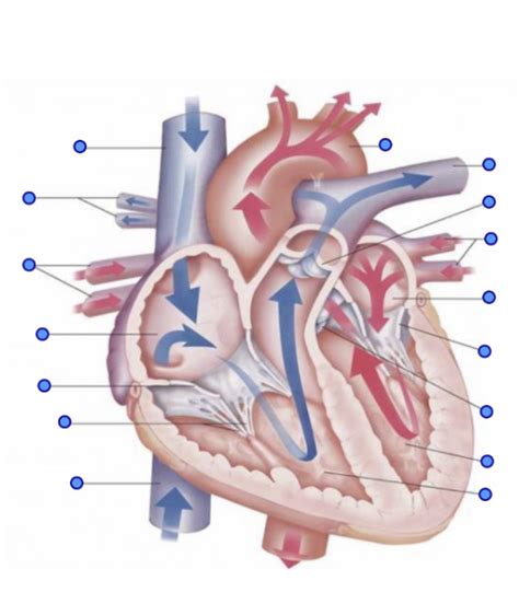 Cardiology 的图像结果