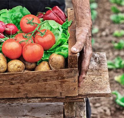 Farm Fresh Organics 的图像结果