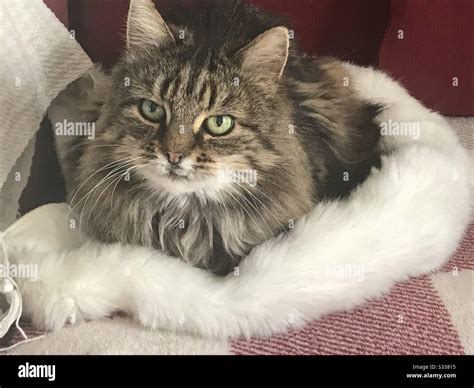 Fluffy Grey Tabby Cat