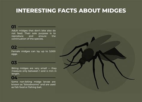 How to get rid of midges? - a complete guide - Guides - MILITARY Shop