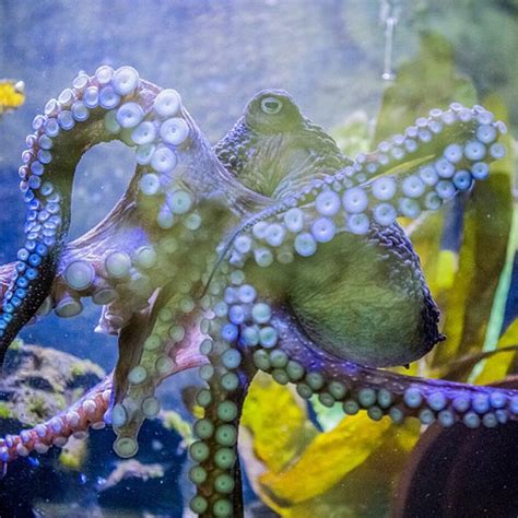 Octopus hiding in rocks