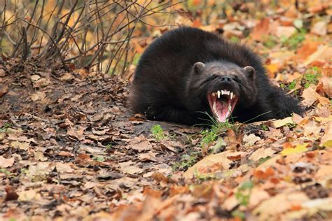 Wolverine | Size, Habitat, & Facts | Britannica