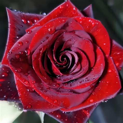 Black magic Rose-黑魔术｜France Cut Rose – Ergongzy Roses