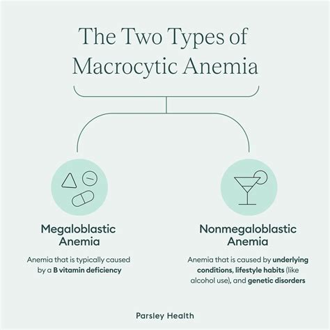 Macrocytic Anemia vs Megaloblastic Anemia: Differences, Symptoms, and ...