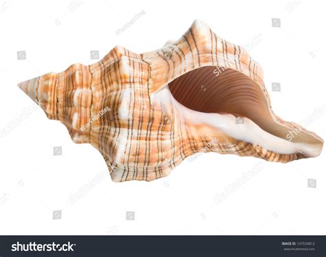 Image result for Shell Anklets