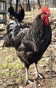 Image result for Black Java Chicks