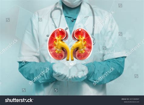 Doctor Urologist Shows Kidneys On Medical Stock Illustration 2273384947 | Shutterstock