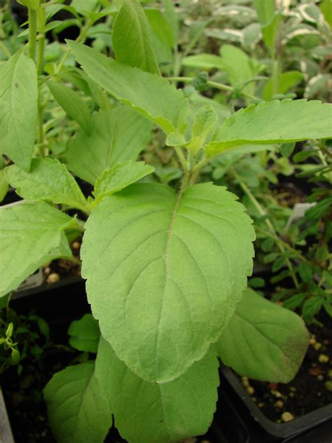 Holy Basil (Tulsi Leaf) - Health Benefits, Uses, Side Effects