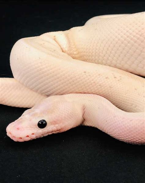 Ball Python Song 的图像结果