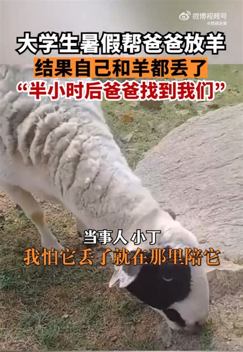 猫能听懂人话吗 说猫是傻子能听懂吗_宠物百科 - 养宠客