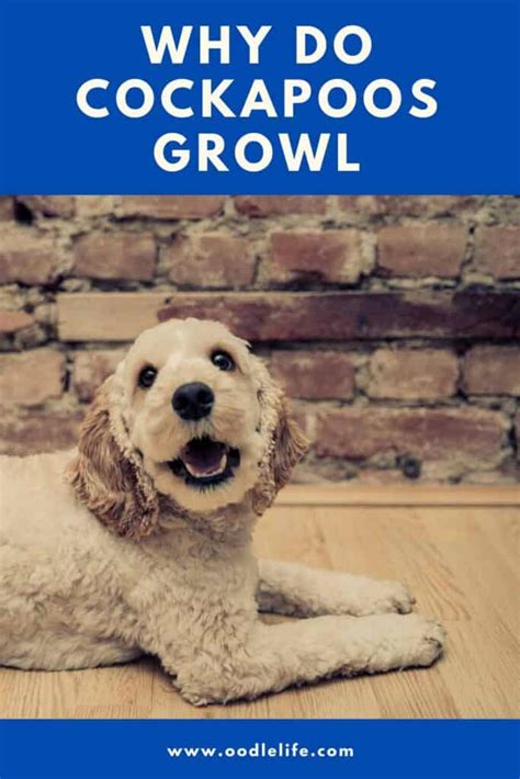 Cockapoo Biting 的图像结果