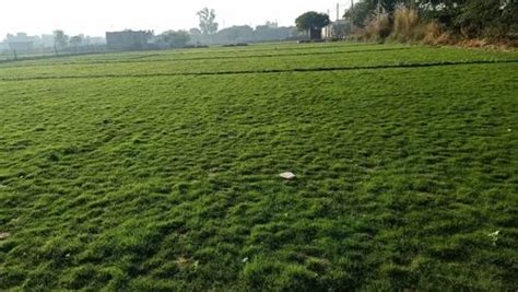 Natural Lawn Grass - Green Natural Garden grass installation in Delhi ...