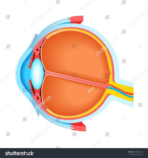 Cross Section Of Human Eye Stock Photo 103860185 : Shutterstock