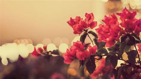 Vintage Floral wallpaper ·① Download free cool High Resolution ...