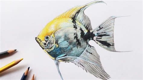 Color fish Drawing in Color Pencils | Aquarium fish drawing | How to ...
