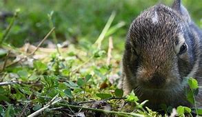 Image result for Wild Baby Rabbits Nest