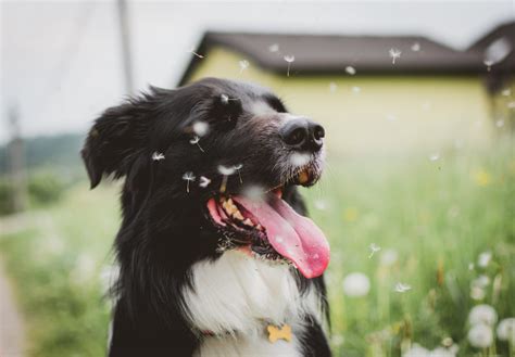 Springtime Pet Emergencies and How To Prepare - Brandt Veterinary Clinic