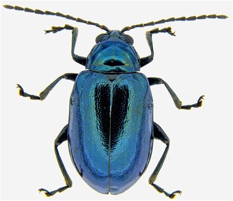 Insect Pests