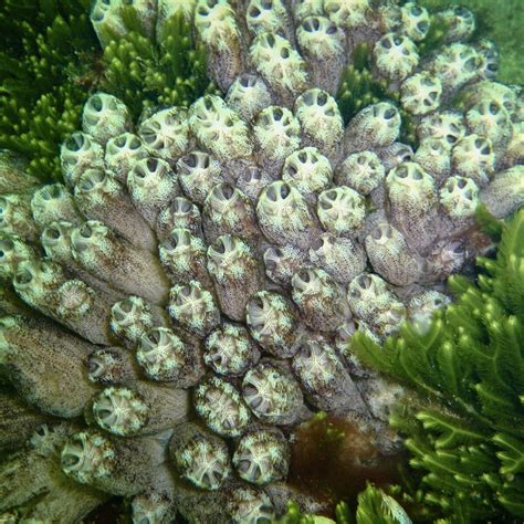 Biotic Component – Seamap Australia