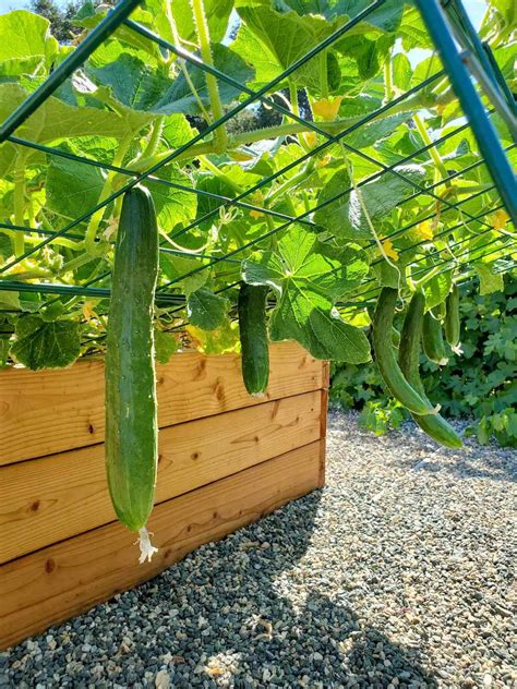 How to Grow and Support Cucumber Plants (Cucumber Trellis Ideas ...