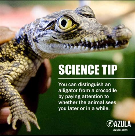 Knowledge Is Power Meme 的图像结果