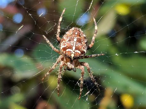 Araneus diadematus (Cross Orb-weaver) in Woodenville, Washington United ...