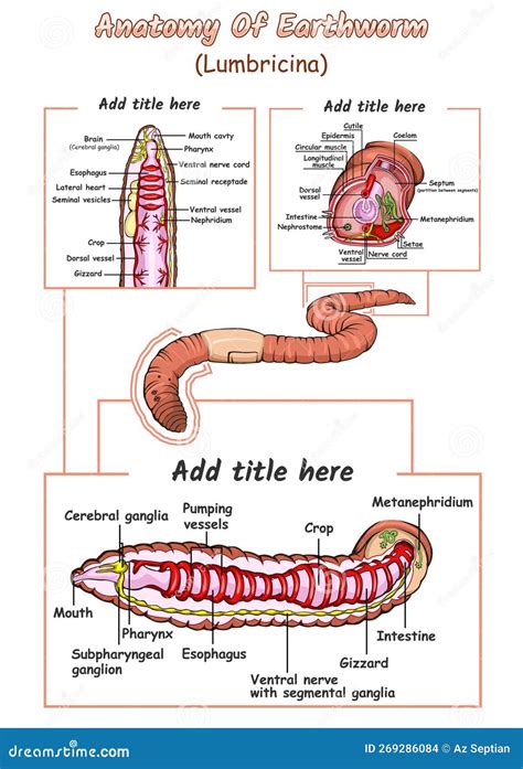 Internal Anatomy of an Earthworm Stock Vector - Illustration of ...