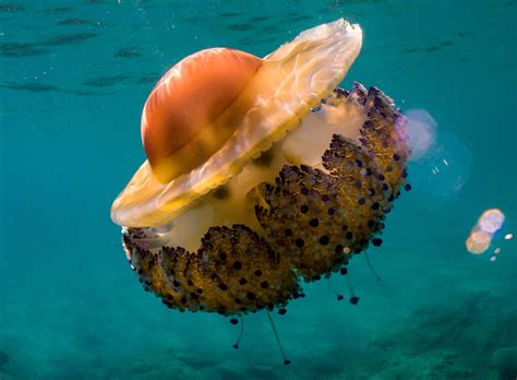 What Jellyfish Lay Eggs at Stacey Friedman blog