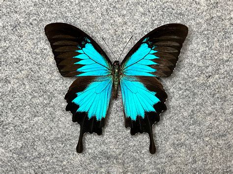 Ulysses Swallowtail Butterfly
