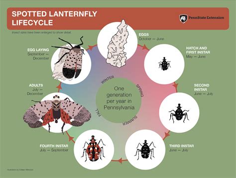 The Invasive Spotted Lanternfly: Know What To Do