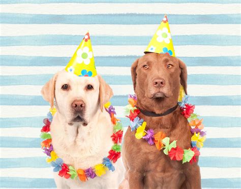 Dogs In Party Hats Free Stock Photo - Public Domain Pictures