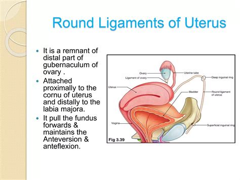 Supports of Uterus | PPTX