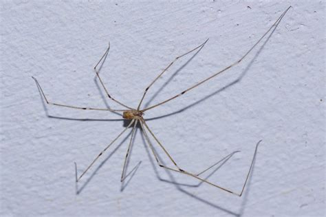You’ve Heard Daddy Longlegs Are the Most Venomous Spiders, But That’s ...