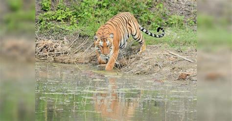 Irctc, Forest Dept In Talks For Safaris In Maha Tiger Reserves ...