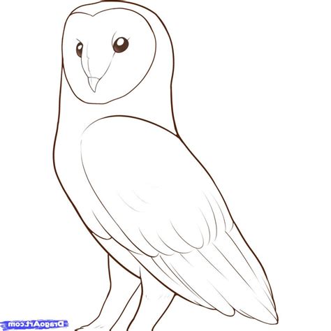 How To Draw A Owl Step By Step For Beginners at Harold Spence blog