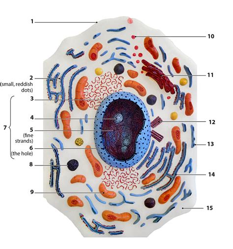 Cell Structure with Name Sign 的图像结果