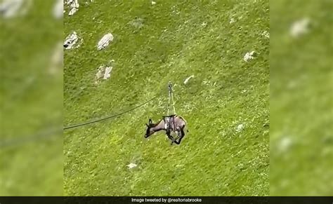 टूरिस्ट्स को लुभाने के लिए जोखिम में डाली गधे की जान, जिपलाइन से पहाड़ ...