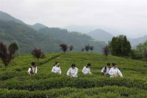 陕西宁强：茶产业助农增收致富-人民图片网