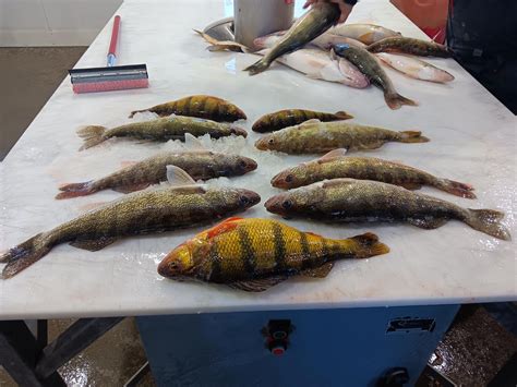 Monday Weekly Fishing Report: Feb. 19, 2024 – Devils Lake Fishing Report