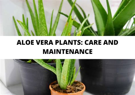 Aloe Vera Plant: how to care for it - VonDerWeid